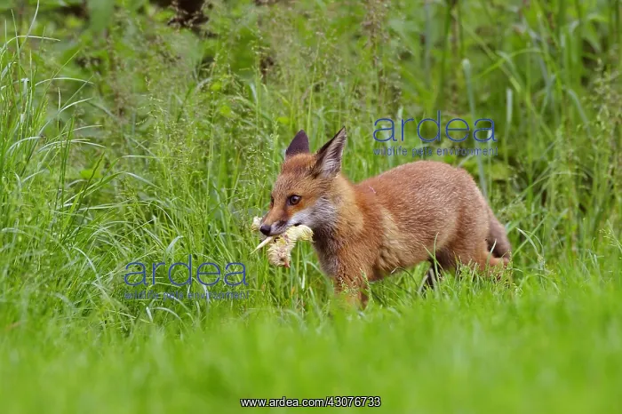 : Fox cub just stoling a chick to its mother England : Fox cub just stoling a chick to its mother England