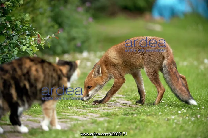: FOX - cub being submissive to cat (15 weeks) : FOX - cub being submissive to cat (15 weeks)