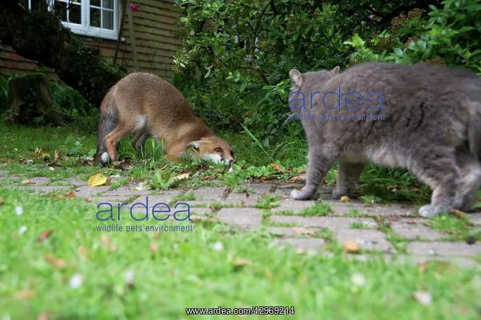 : FOX - cub being submissive to cat (15 weeks) : FOX - cub being submissive to cat (15 weeks)