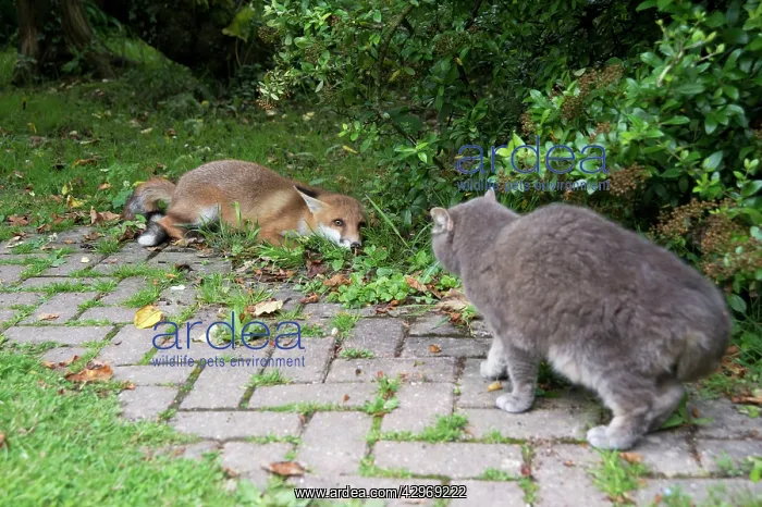 : FOX - cub being submissive to cat (15 weeks) : FOX - cub being submissive to cat (15 weeks)