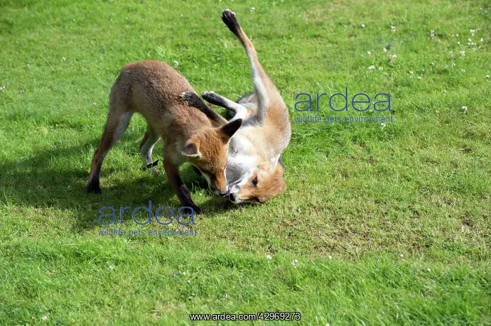 : FOX - cubs playing together with tennis ball (15 weeks) : FOX - cubs playing together with tennis ball (15 weeks)