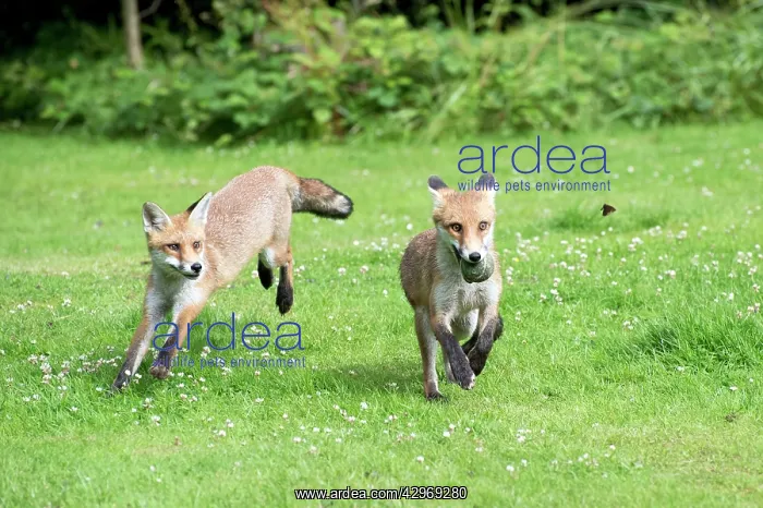 : FOX - cubs playing together with tennis ball (15 weeks) : FOX - cubs playing together with tennis ball (15 weeks)