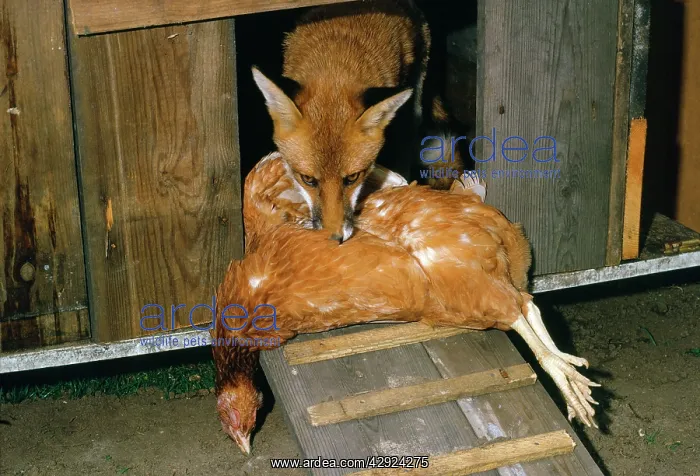 : Fox - with dead chicken in coop : Fox - with dead chicken in coop