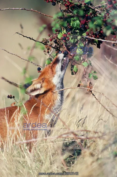 : Fox - eating berries : Fox - eating berries