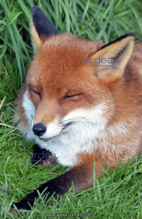  : Fox enjoying a snooze in the sunshine