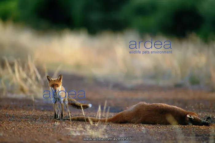 : Fox - about to feed on road killed Red Kangaroo : Fox - about to feed on road killed Red Kangaroo