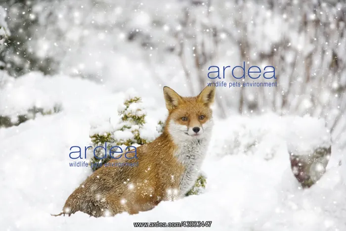 : Fox, in garden snow, Essex, UK Digital manipulation : Fox, in garden snow, Essex, UK Digital manipulation