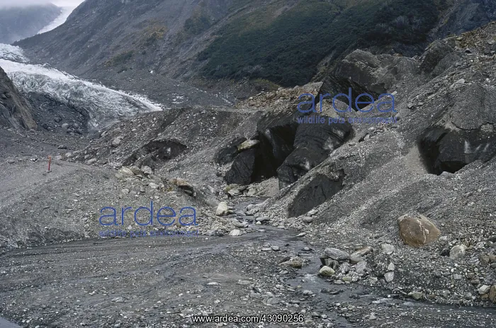 : Fox Glacier Moraine : Fox Glacier Moraine