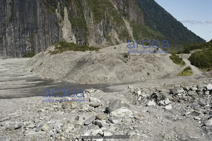 : Fox Glacier Moraine : Fox Glacier Moraine
