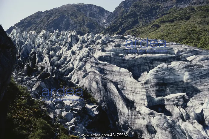 : Fox Glacier, New Zealand : Fox Glacier, New Zealand