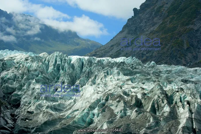 : Fox Glacier - river of ice cutting through glacial : Fox Glacier - river of ice cutting through glacial