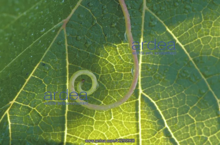 : Fox Grape (Vitis labrusca) : Fox Grape (Vitis labrusca)