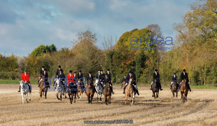 : Fox hunting in autumn - GB : Fox hunting in autumn - GB