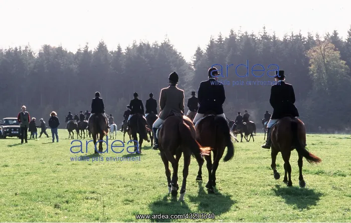 : FOX HUNTING - Duke of Beaufort's Hunt : FOX HUNTING - Duke of Beaufort's Hunt