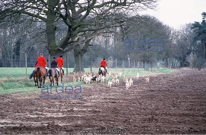 : FOX HUNTING - Riders and pack of hounds at field edge : FOX HUNTING - Riders and pack of hounds at field edge
