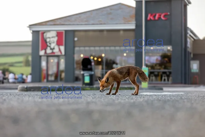 : Fox - KFC Car Park - UK : Fox - KFC Car Park - UK