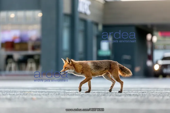  : Fox - In KFC Car Park - UK