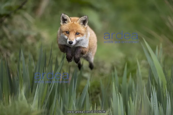  : Fox - Leaping - Devon - UK