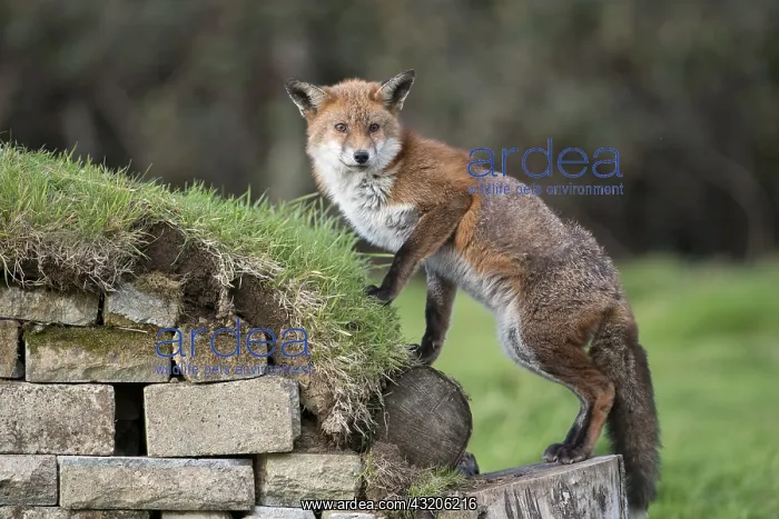: Fox - With Mange Climbing - Cornwall - UK : Fox - With Mange Climbing - Cornwall - UK