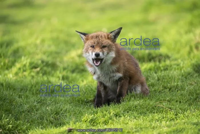 : Fox - With Mange - Cornwall - UK : Fox - With Mange - Cornwall - UK
