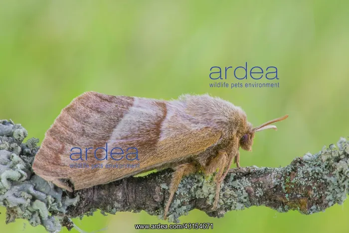 : Fox Moth (Macrothylacia rubi) perched on a branch : Fox Moth (Macrothylacia rubi) perched on a branch