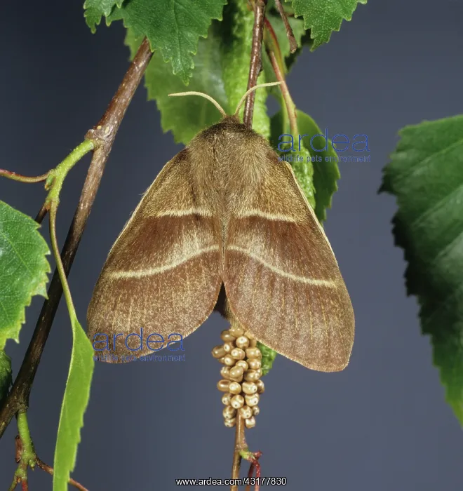: Fox moth with eggs : Fox moth with eggs
