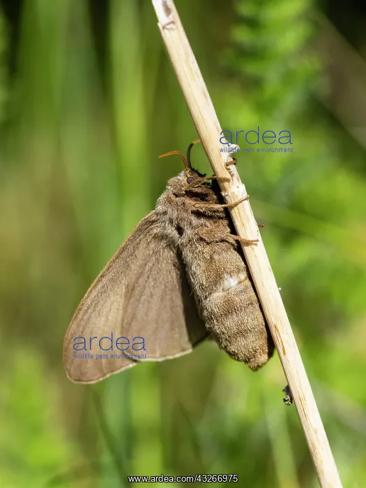 : Fox moth - female resting on grass stalk, Hessen : Fox moth - female resting on grass stalk, Hessen