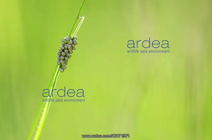 : Fox Moth (Macrothylacia rubi) eggs - Bourgogne - : Fox Moth (Macrothylacia rubi) eggs - Bourgogne -