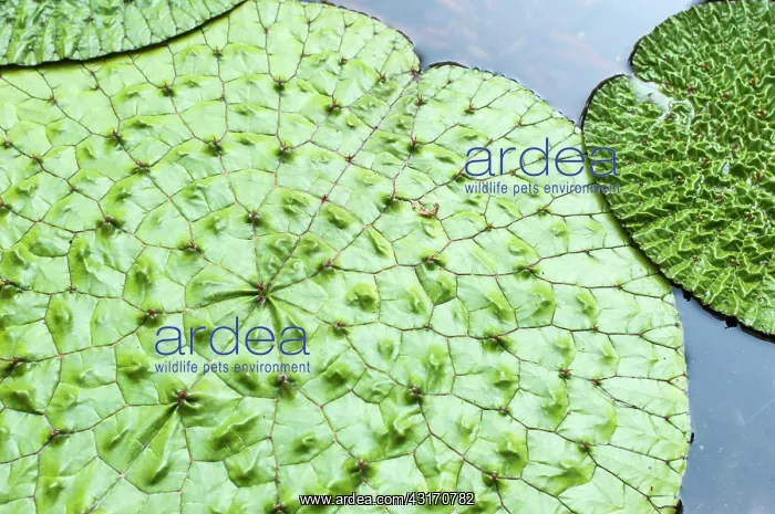 : Fox Nut, Euryale ferox, Aerial view of the large leaves in a : Fox Nut, Euryale ferox, Aerial view of the large leaves in a