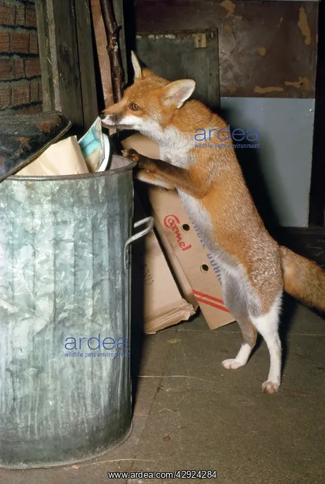 : Fox - scavenging at dustbin : Fox - scavenging at dustbin