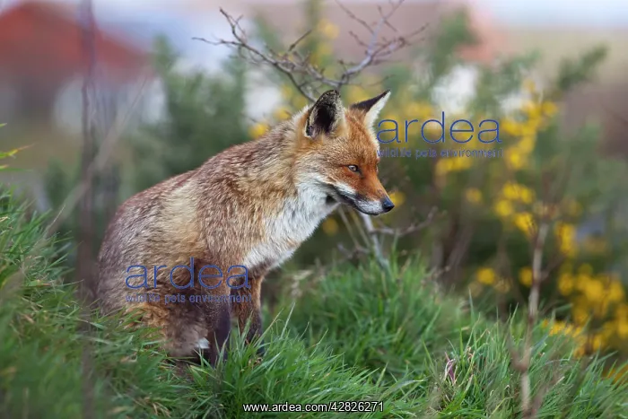  : Fox - Sitting