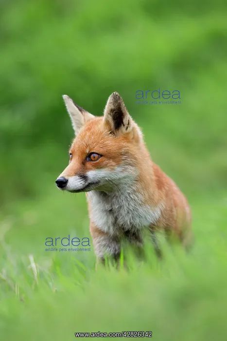  : Fox - Sitting