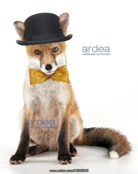 : Fox, sitting wearing bowler hat bow tie and monocle : Fox, sitting wearing bowler hat bow tie and monocle