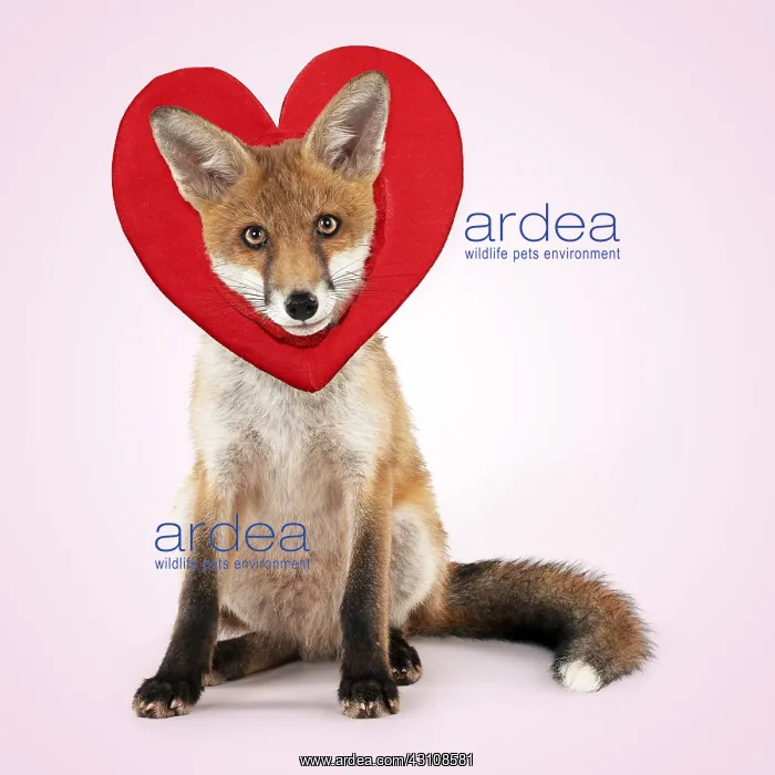 : Fox, sitting wearing heart shaped hat / headwear, valentine : Fox, sitting wearing heart shaped hat / headwear, valentine