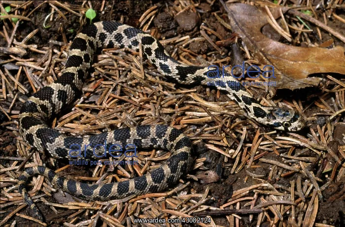 : Fox Snake (Elaphe vulpina) Wisconsin : Fox Snake (Elaphe vulpina) Wisconsin