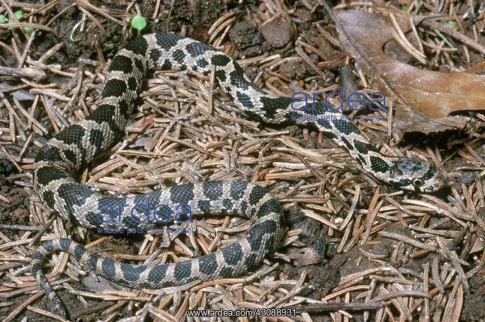 : Fox Snake. Fox snake (Elaphe vulpina) in Wisconsin : Fox Snake. Fox snake (Elaphe vulpina) in Wisconsin