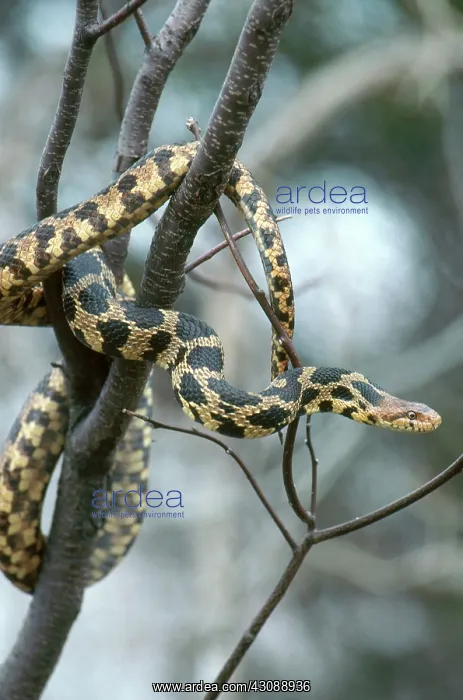 : Fox Snake. Fox snake (Elaphe vulpina) in a tree : Fox Snake. Fox snake (Elaphe vulpina) in a tree