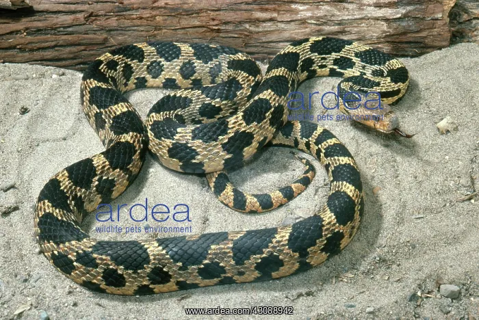 : Fox Snake. Fox snake (Elaphe vulpina) : Fox Snake. Fox snake (Elaphe vulpina)