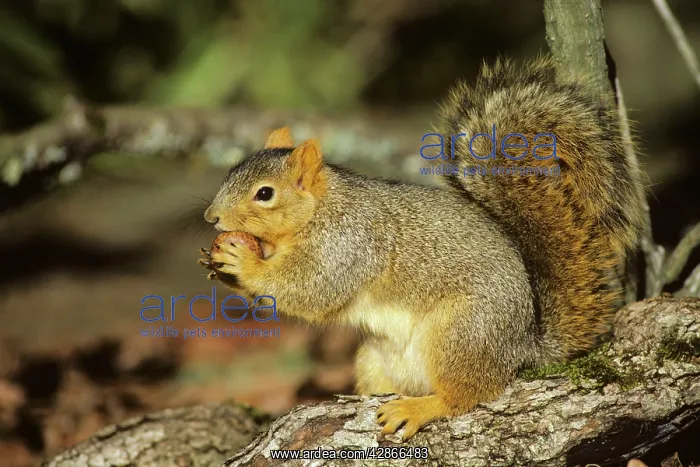 : Fox Squirrel - chewing on oak gall, autumn : Fox Squirrel - chewing on oak gall, autumn