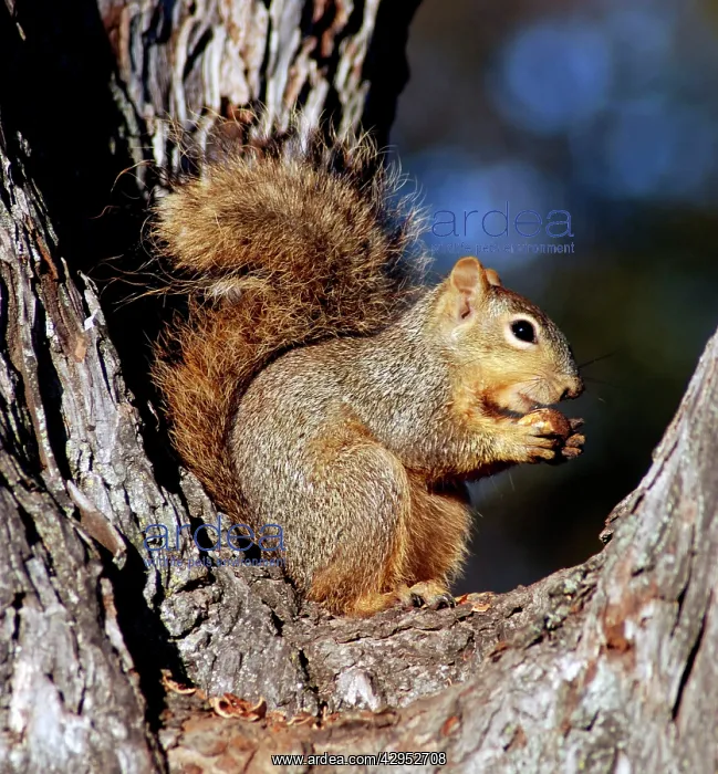 : Fox Squirrel - deciduous woodland and gardens : Fox Squirrel - deciduous woodland and gardens
