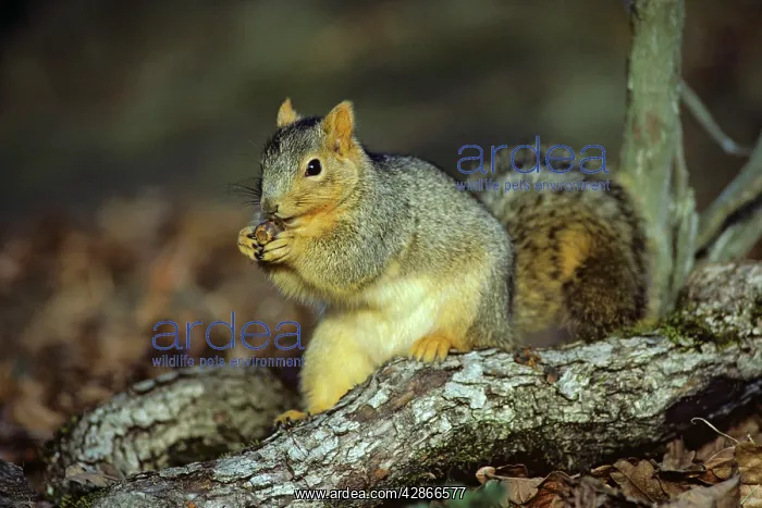: Fox Squirrel - feeding on acorn : Fox Squirrel - feeding on acorn