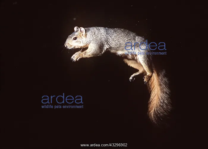 : FOX SQUIRREL - Leaping : FOX SQUIRREL - Leaping
