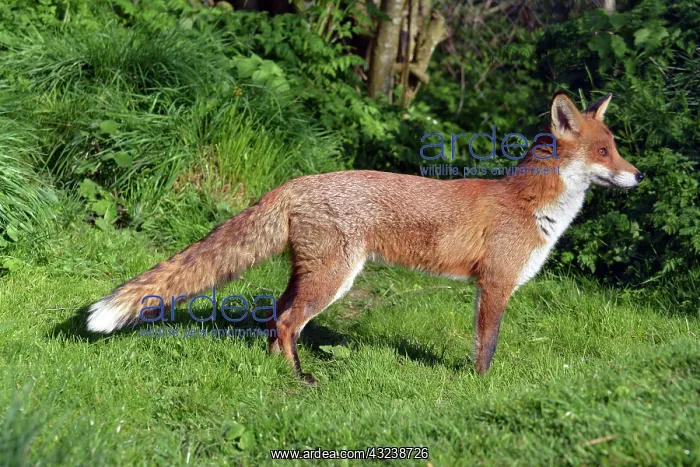  : Fox staring intently at potential prey