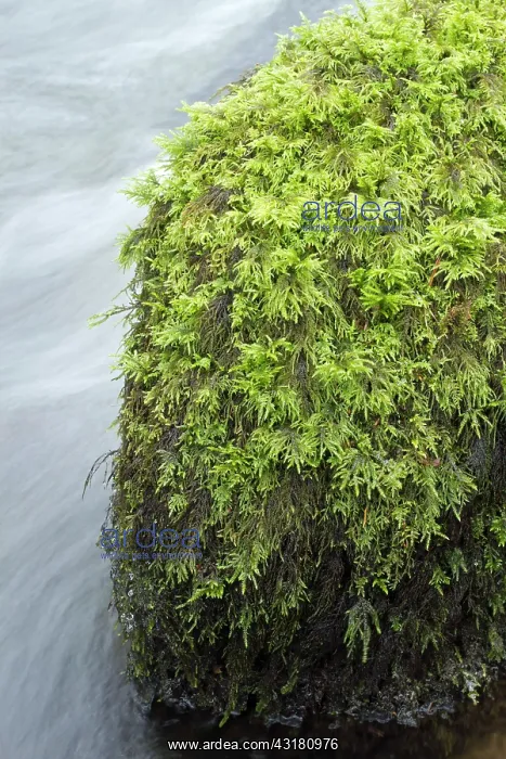 : Fox-tail feather-moss. Le Gouffre, Le Huelgoat : Fox-tail feather-moss. Le Gouffre, Le Huelgoat