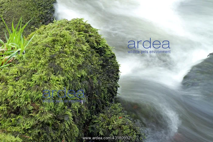 : Fox-tail feather-moss. Le Gouffre, Le Huelgoat : Fox-tail feather-moss. Le Gouffre, Le Huelgoat
