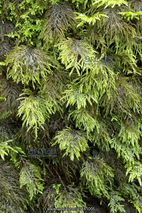 : Fox-tail feather-moss. Le Gouffre, Le Huelgoat : Fox-tail feather-moss. Le Gouffre, Le Huelgoat