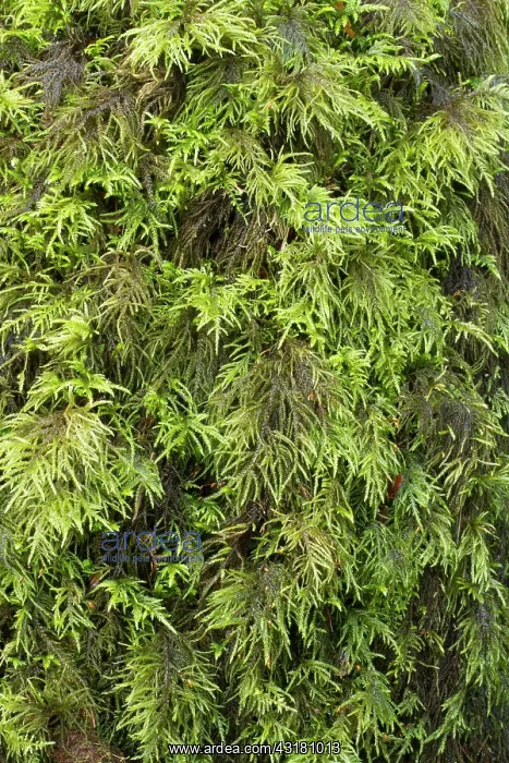 : Fox-tail feather-moss. Le Gouffre, Le Huelgoat : Fox-tail feather-moss. Le Gouffre, Le Huelgoat