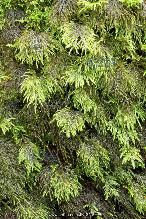 : Fox-tail feather-moss. Le Gouffre, Le Huelgoat : Fox-tail feather-moss. Le Gouffre, Le Huelgoat