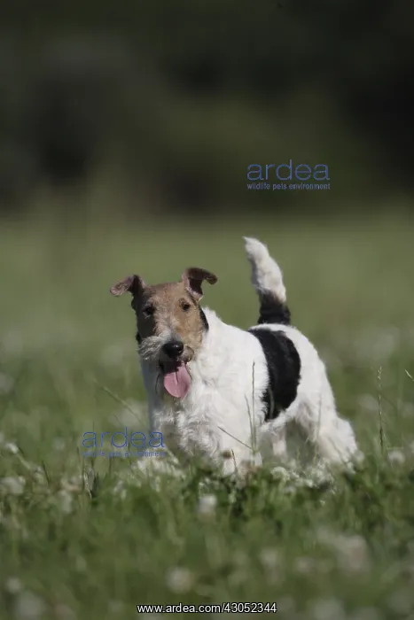  : Fox Terrier Wirehair in a meadow France