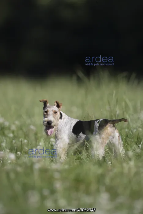: Fox Terrier Wirehair in a meadow France : Fox Terrier Wirehair in a meadow France